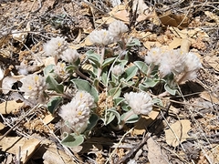 Gomphrena caespitosa