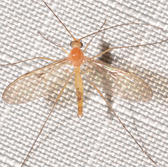 Macrocerinae