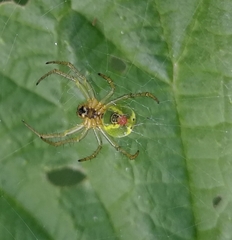 Araniella opisthographa