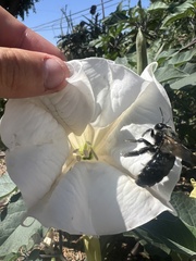 Xylocopa sonorina