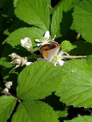 Lycaena alciphron