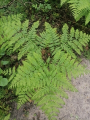 Pteridium pinetorum