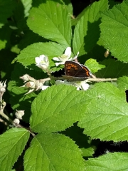 Lycaena alciphron