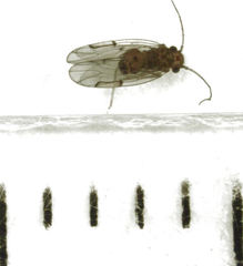 Ectopsocus briggsi
