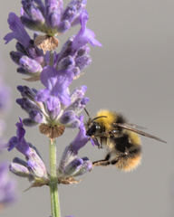 Bombus pratorum