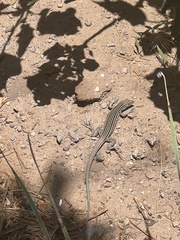 Aspidoscelis neomexicanus