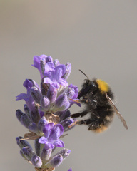 Bombus pratorum