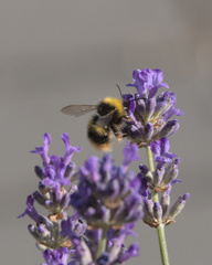 Bombus pratorum