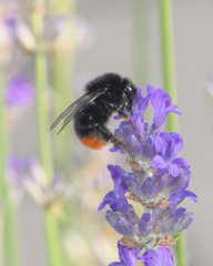 Bombus lapidarius