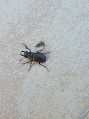 Lucanus
