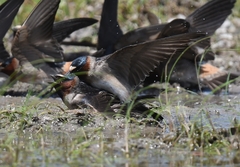 Petrochelidon pyrrhonota