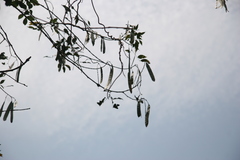 Leucaena macrophylla