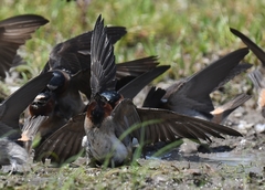 Petrochelidon pyrrhonota