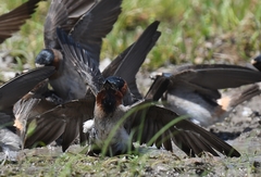 Petrochelidon pyrrhonota