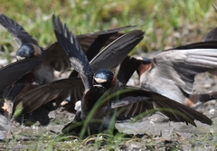 Petrochelidon pyrrhonota