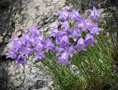 Campanula cochleariifolia