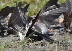 Petrochelidon pyrrhonota