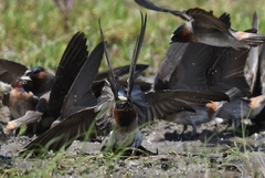 Petrochelidon pyrrhonota