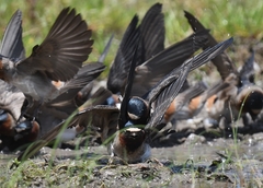 Petrochelidon pyrrhonota