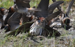 Petrochelidon pyrrhonota