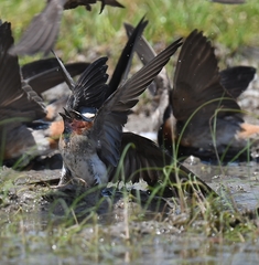 Petrochelidon pyrrhonota