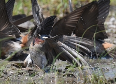 Petrochelidon pyrrhonota