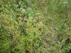 Galium octonarium