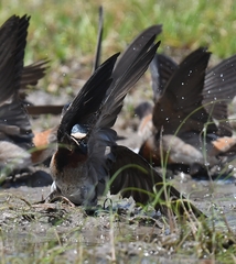 Petrochelidon pyrrhonota