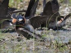 Petrochelidon pyrrhonota