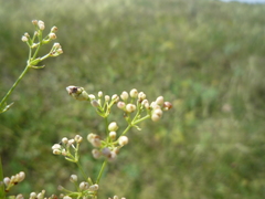 Galium octonarium