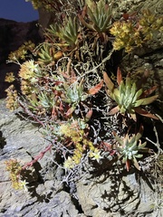 Dudleya virens hassei