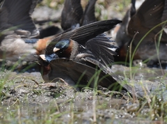 Petrochelidon pyrrhonota