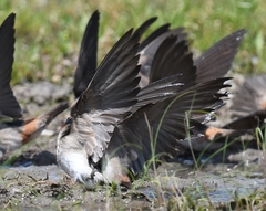 Petrochelidon pyrrhonota