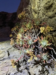 Dudleya virens hassei