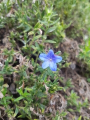 Glandora prostrata