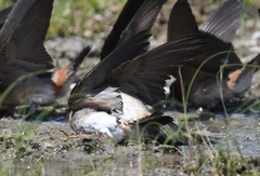 Petrochelidon pyrrhonota