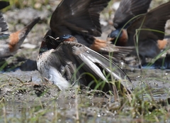 Petrochelidon pyrrhonota