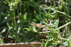 Phyciodes phaon phaon