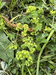 Alchemilla micans