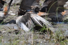 Petrochelidon pyrrhonota