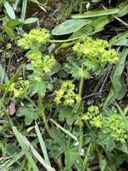 Alchemilla micans