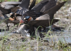 Petrochelidon pyrrhonota