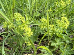 Alchemilla micans