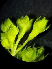 Alchemilla micans