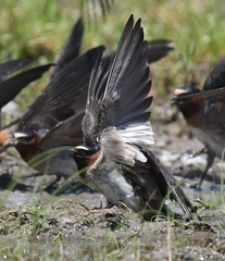 Petrochelidon pyrrhonota