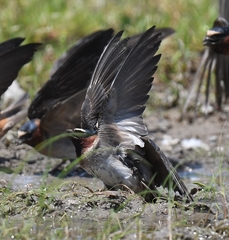 Petrochelidon pyrrhonota