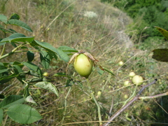 Rosa marginata