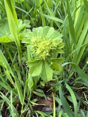 Alchemilla micans