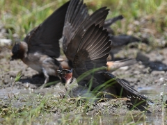 Petrochelidon pyrrhonota