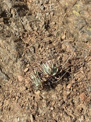 Dudleya virens hassei